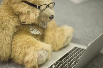 Teddy Browsing the internet